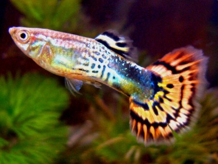 POECILIA RETICULATA
